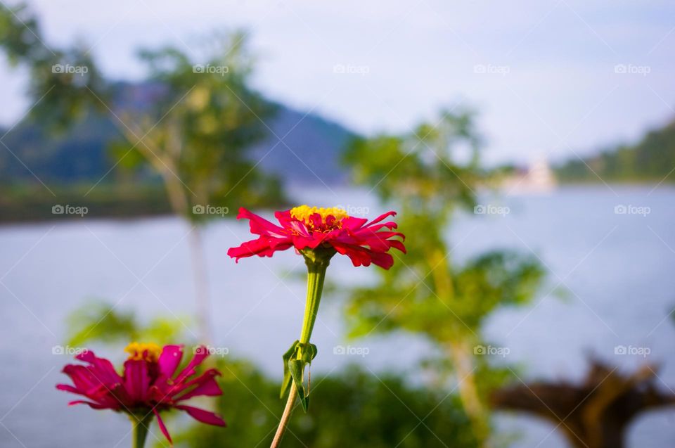 zinnias