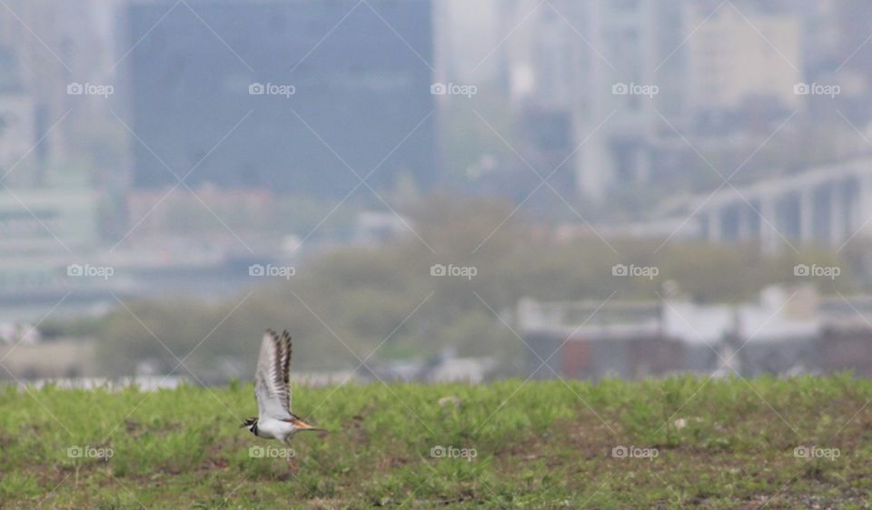 Killdeer with wings up for flight from grassy field, late April morning