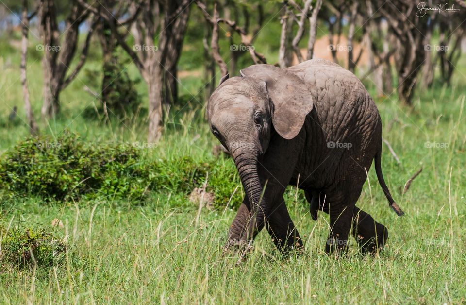 East African Elephant from Masai Mara