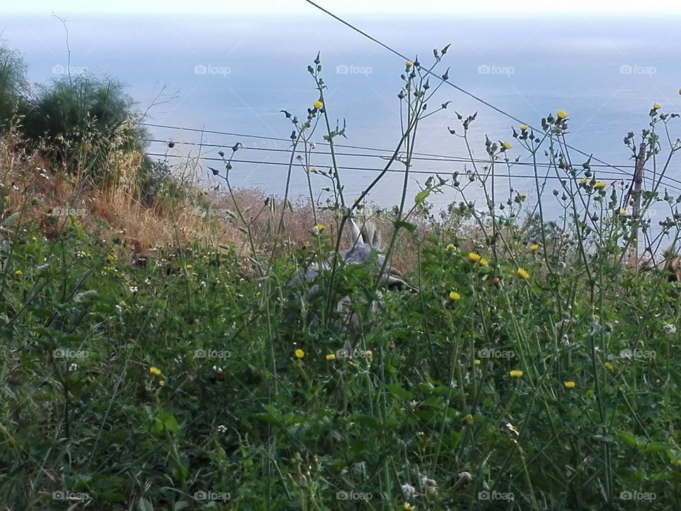 Morisca hidden on the grass