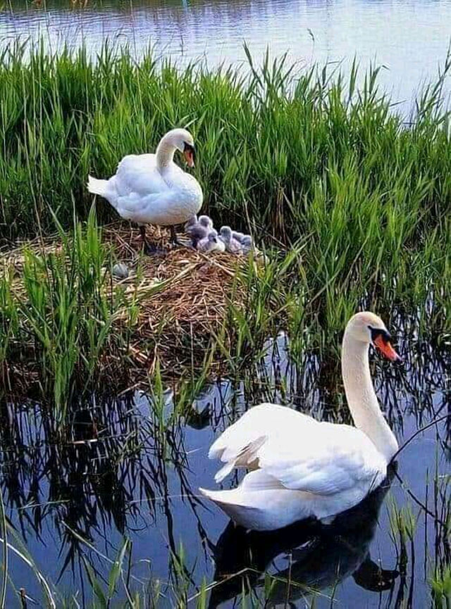 Nature