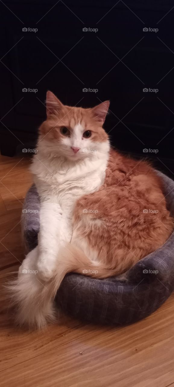 Cat posing on his throne