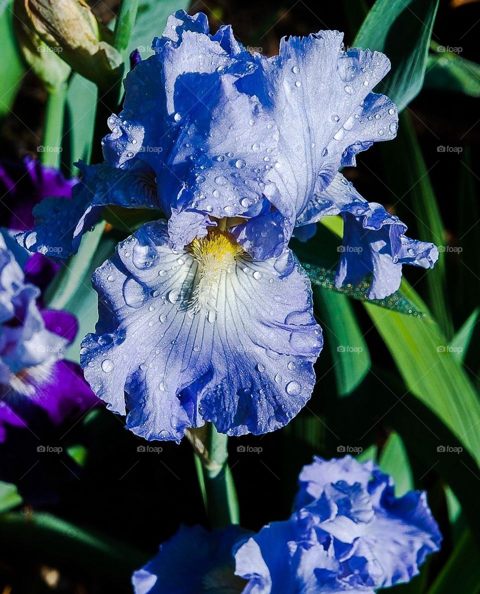 Iris