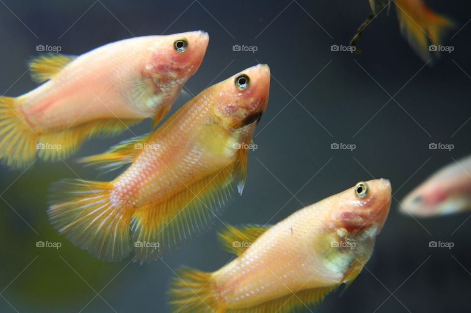 three female yellow betta fishez