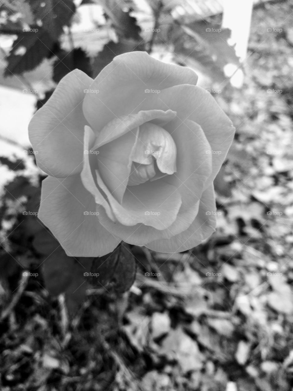 Grayscale Rose