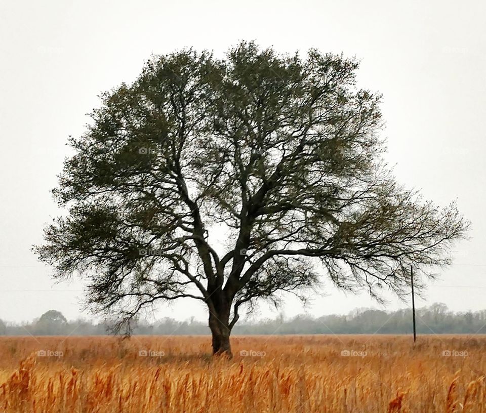 Lone tree