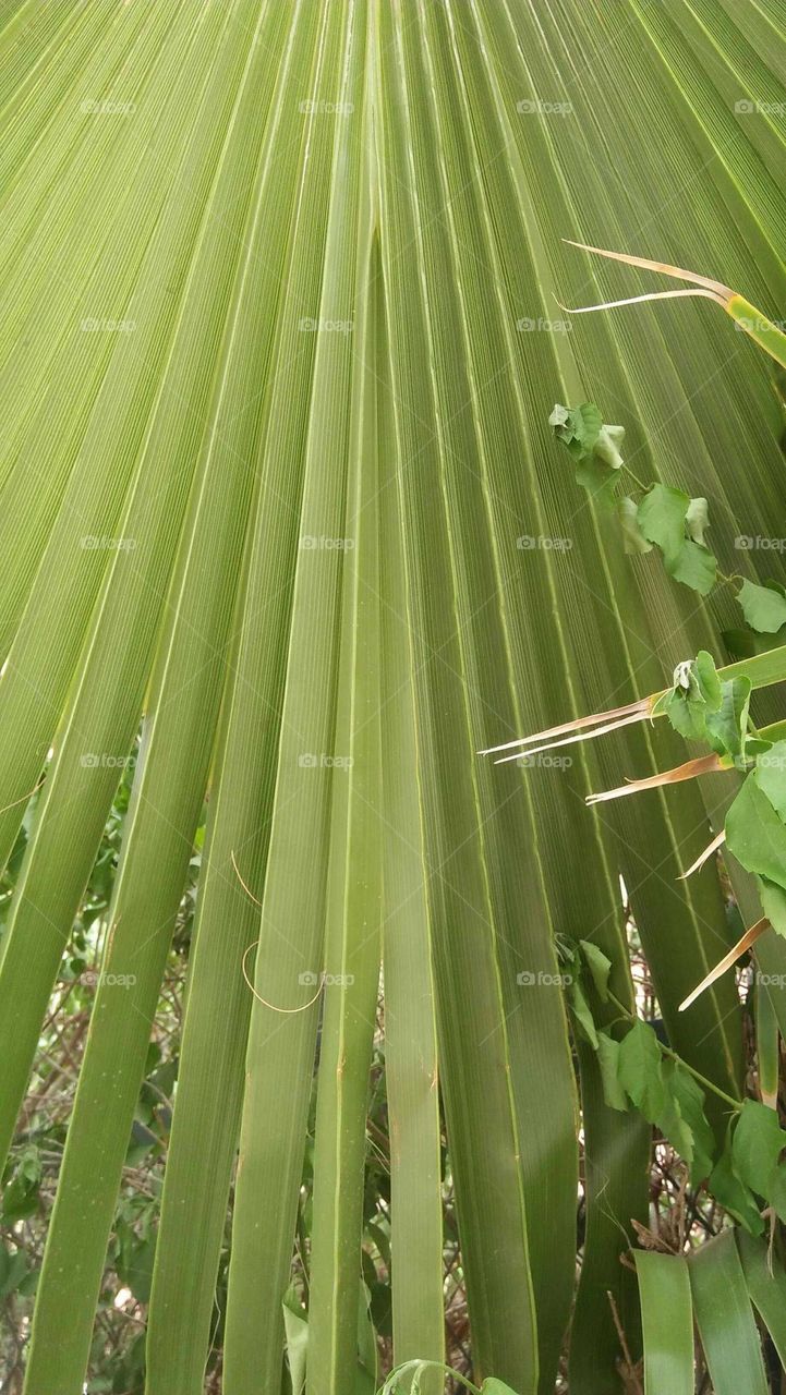 Beautiful green leaves of a palm tree.