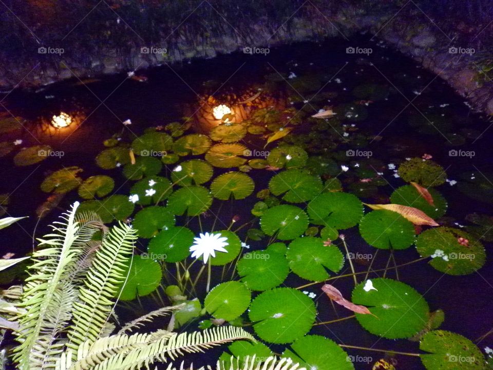 цветы на воде