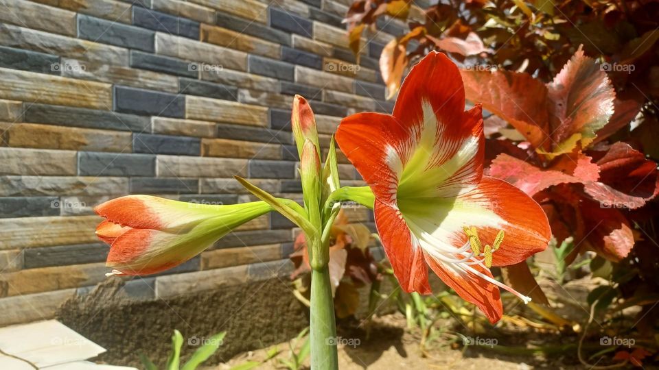 Red Easter Lily flower tells people the way to live happily