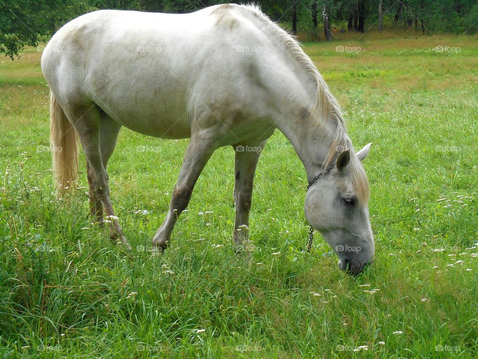 Cavalry, Mammal, Mare, Animal, Grass