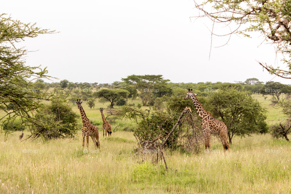 Three giraffes standing in the grass in the savanna in Tanzania in a daylight