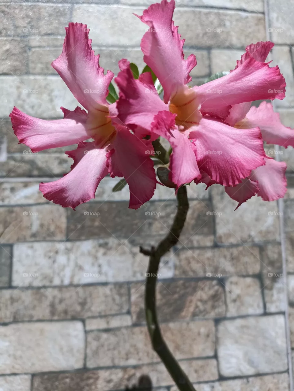 flor do deserto