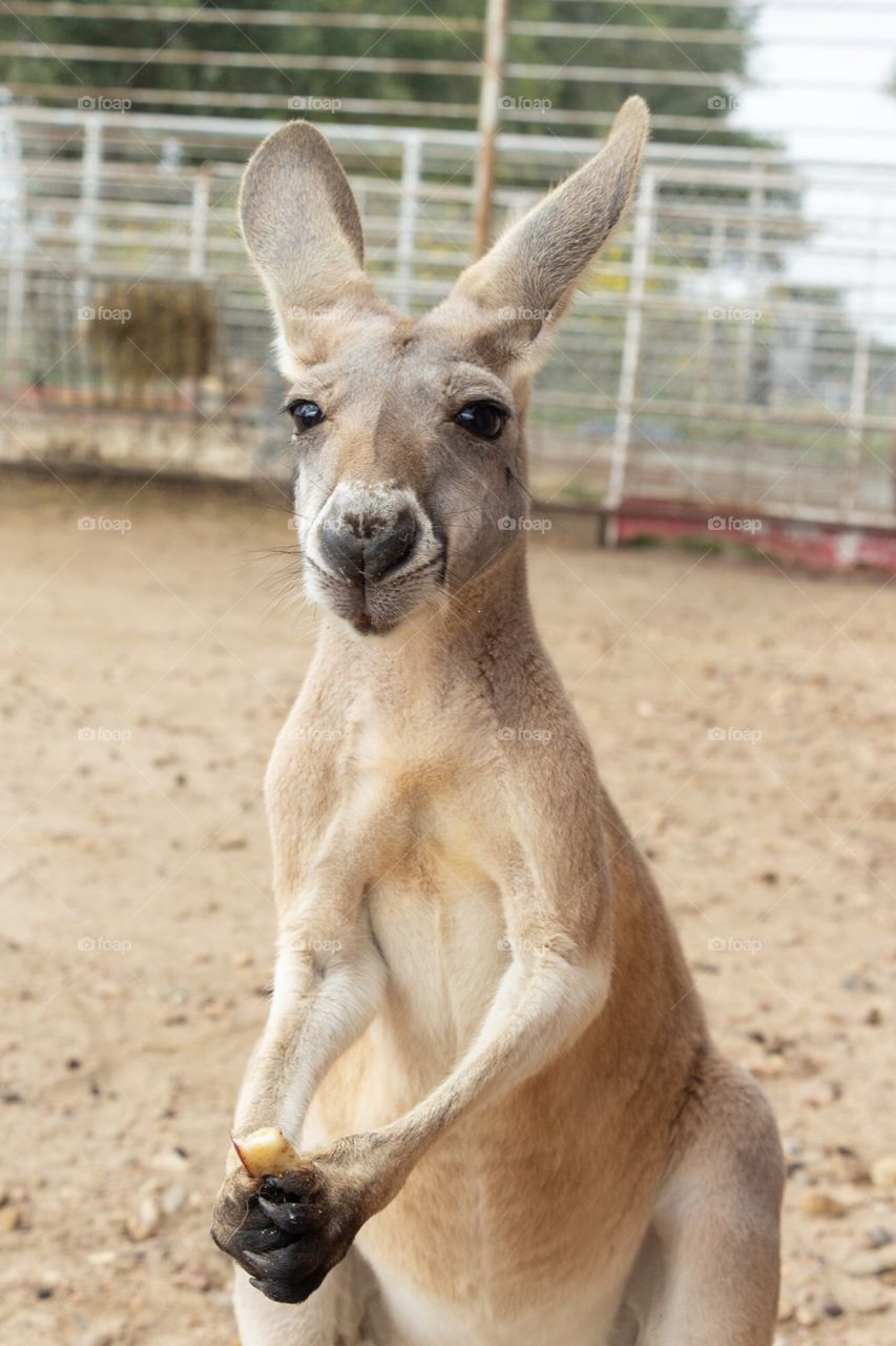 Kangaroo holding apple slice