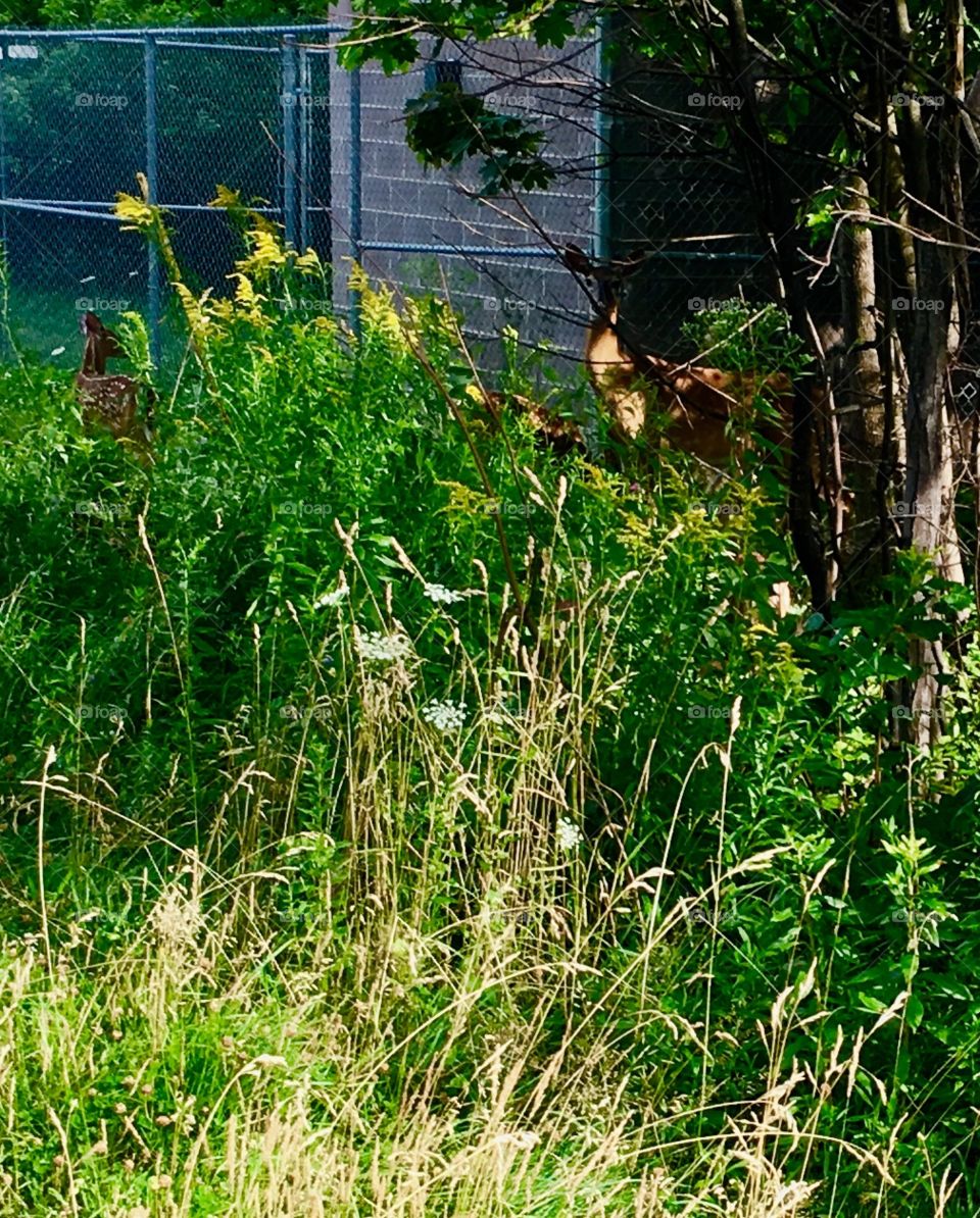Two of three baby deer visible. Mama came out to look at me