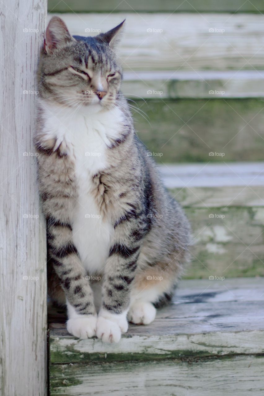 A grey tabby on weathered wooden steps