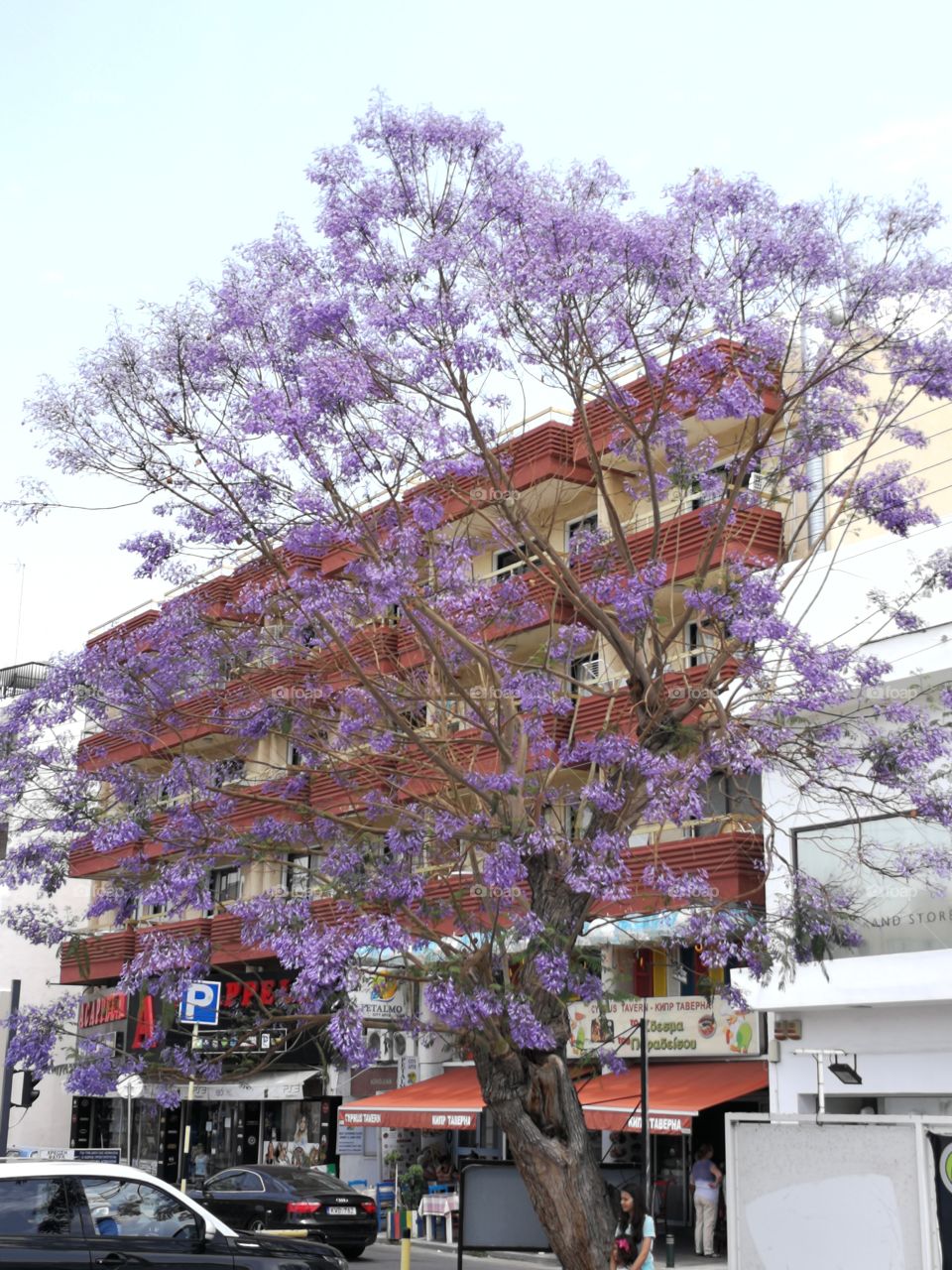 Purple tree in Larnaca.