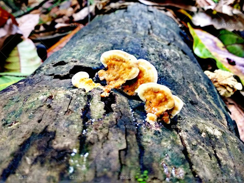 fungus