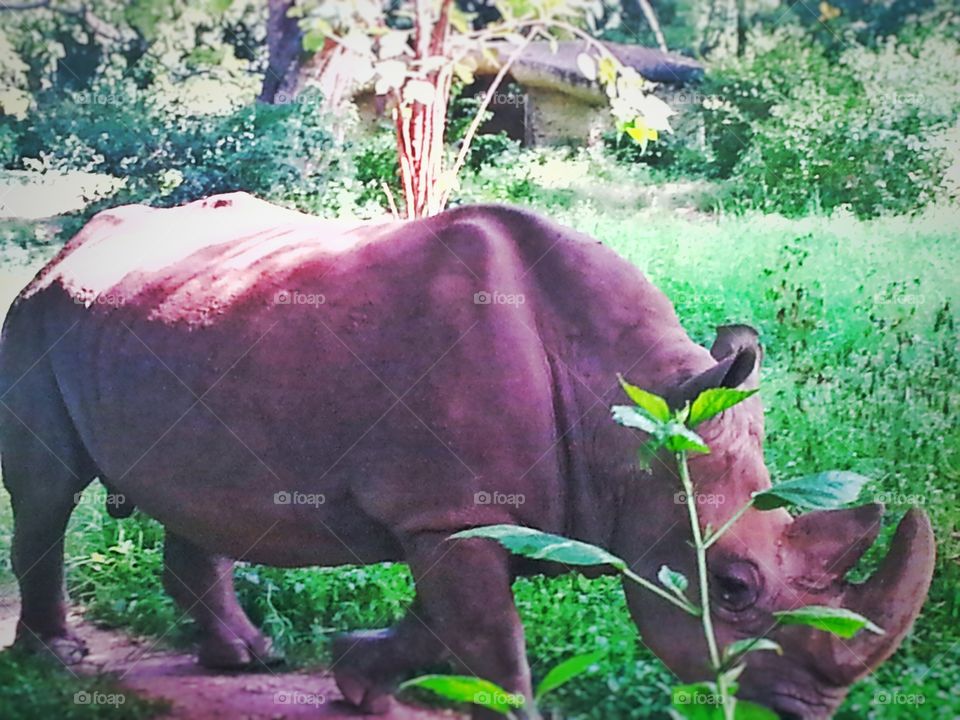 wild animal. wild rehinoza