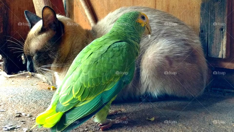 Amizade, animal e ave.