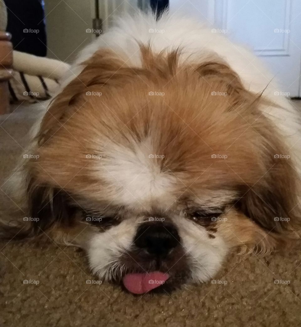 Charlie, blind, adorable, sweet, and clearly past bedtime.