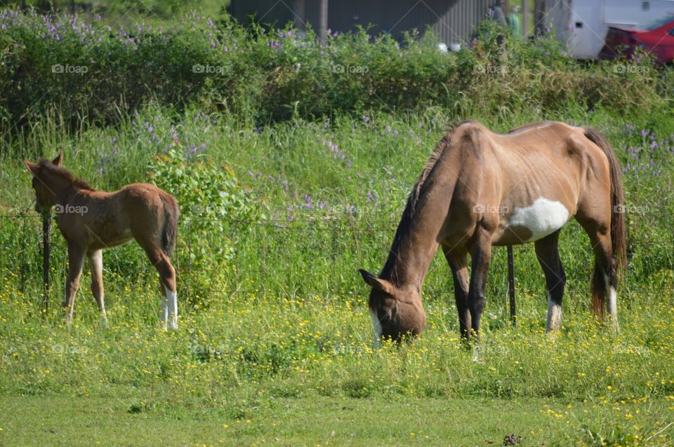 horses