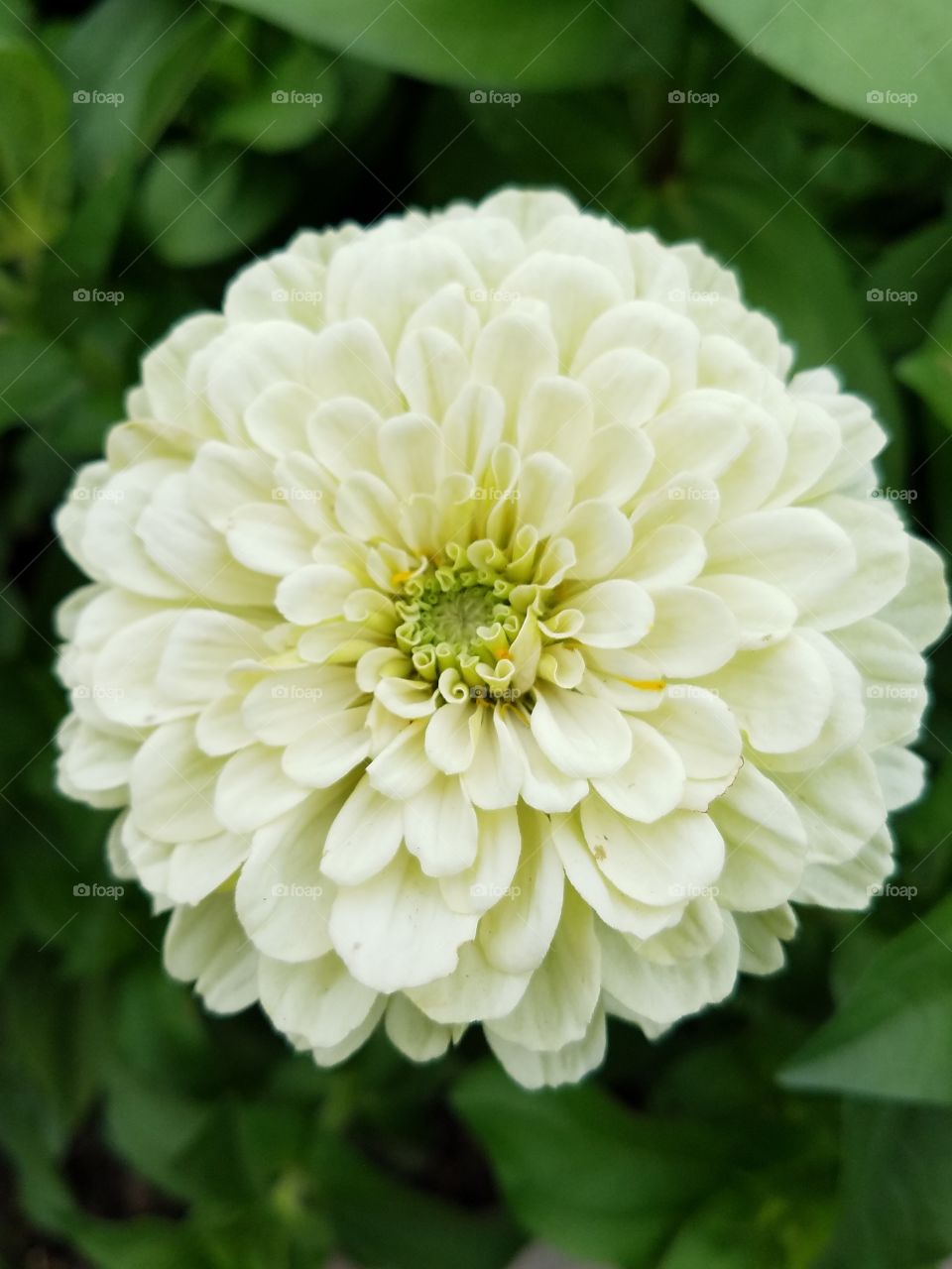 White Zinnia