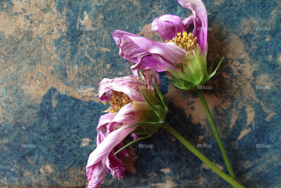 Fading cosmos flowers