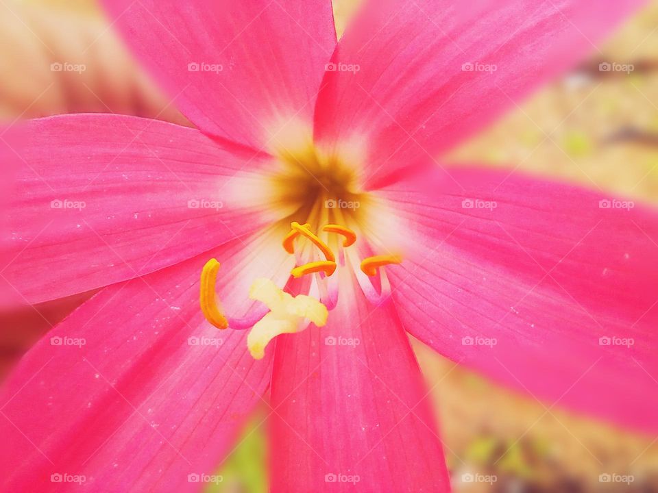 The simplest flower becomes the most beautiful when we stop to serve the details up close!!