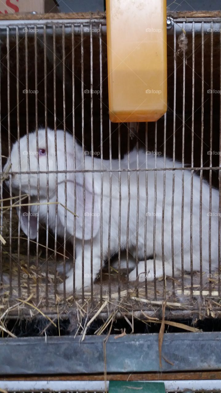 A sad caged rabbit