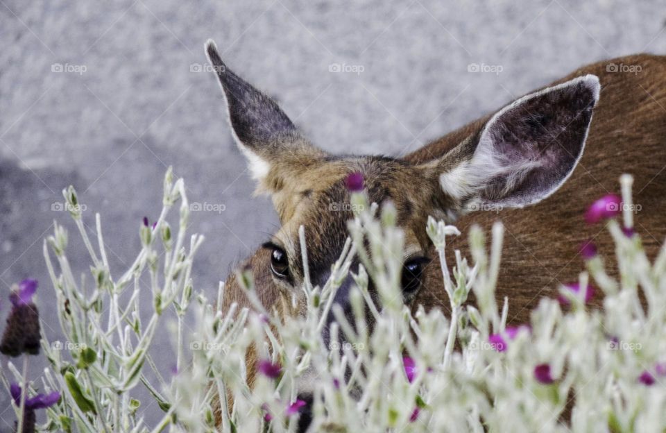 Fearful looking deer hiding in the bush