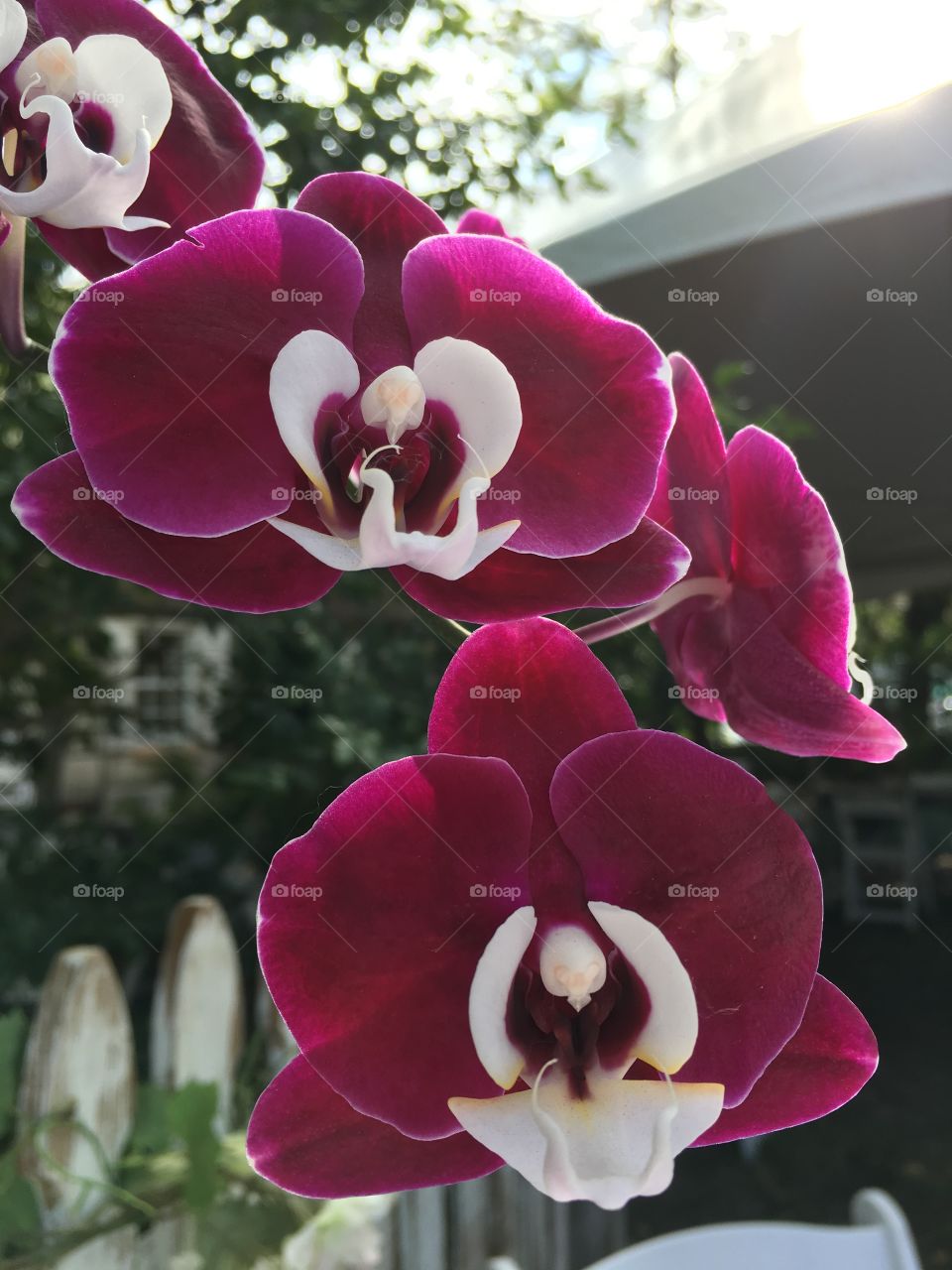 Purple and white orchids