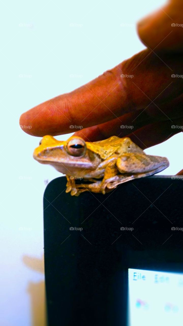 a frog suddenly appeared in the top corner of my computer screen, sitting staring at me, but I let it be there.