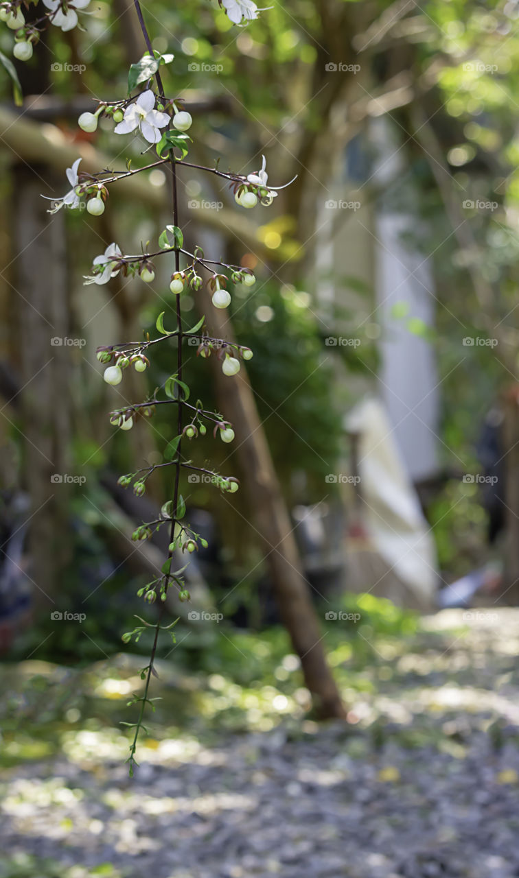 White flower or Clerodendrum wallichii Merr in garden.