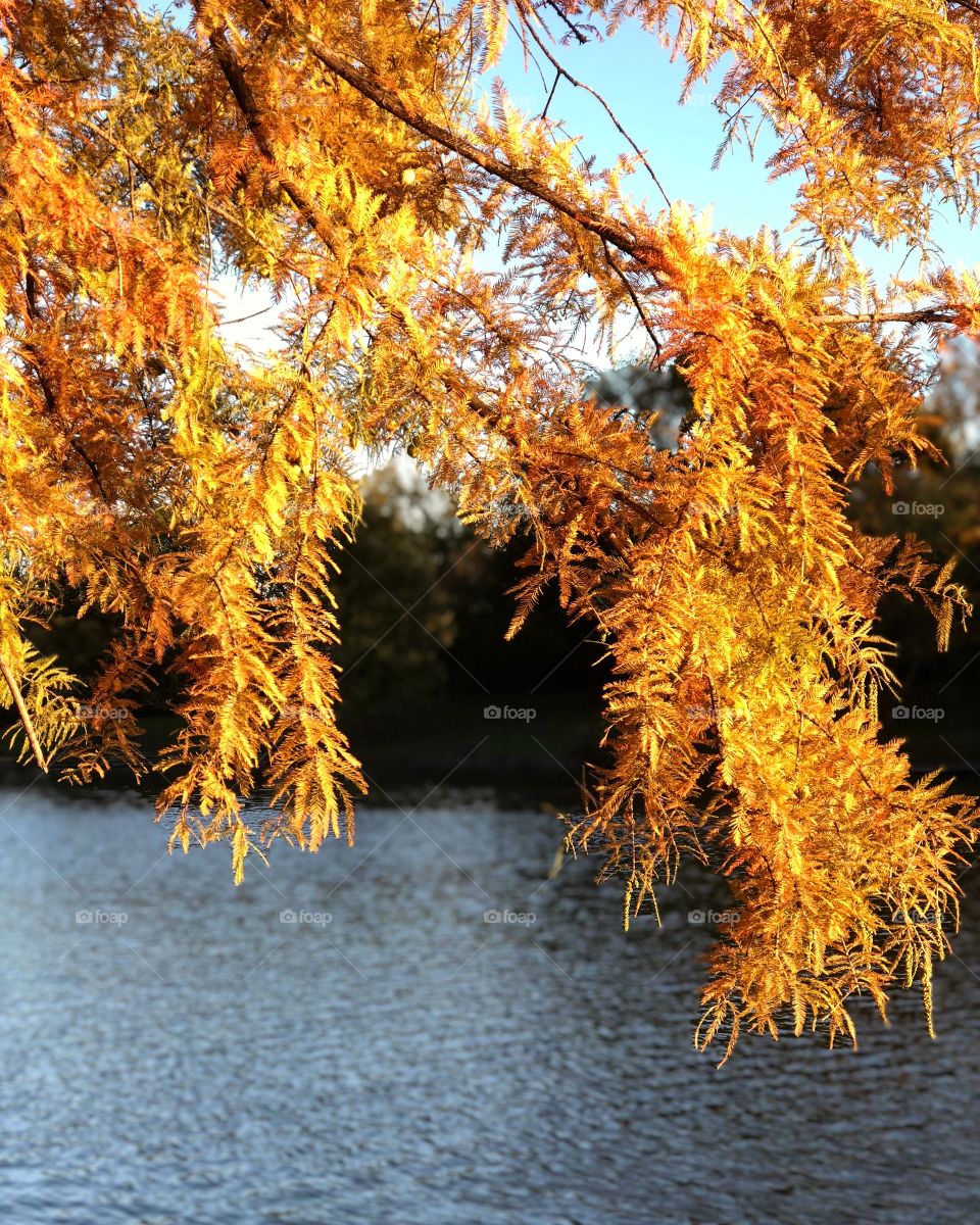 Golden leaves over lake
