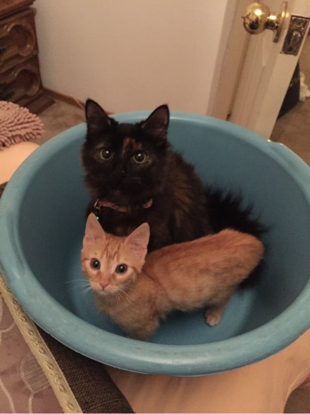 Funny cats 