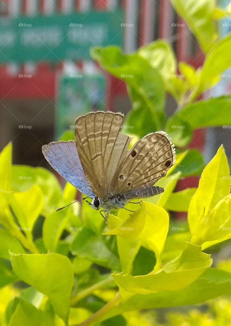 a beautiful butterfly..