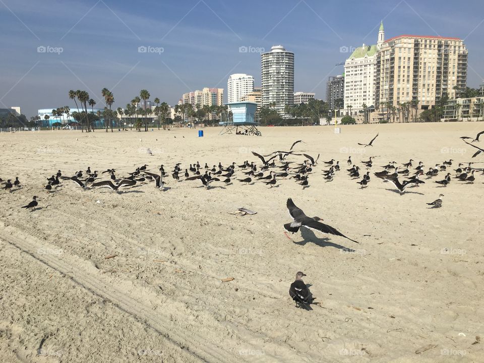 Birds landing on a white sand