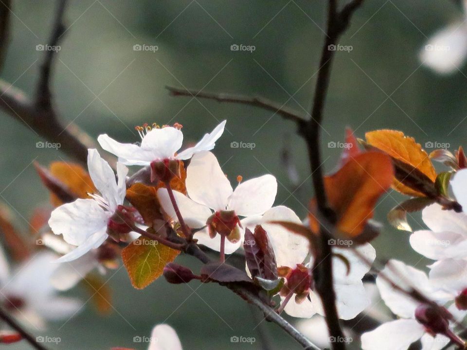 Spring blossom