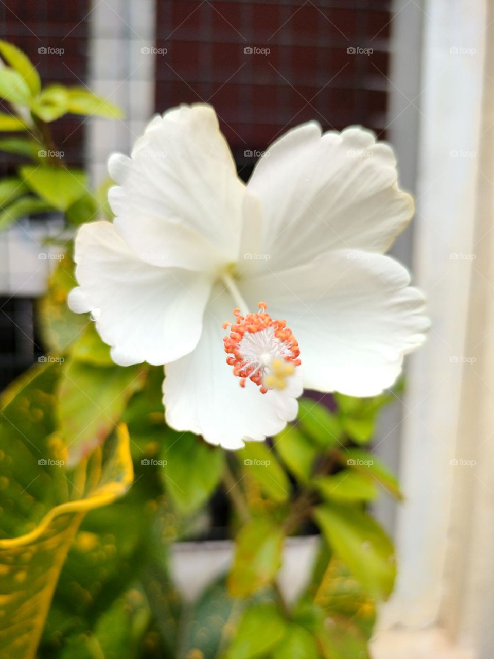 white Dasaval Flower