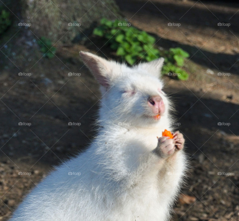 wallaby enjoying his food