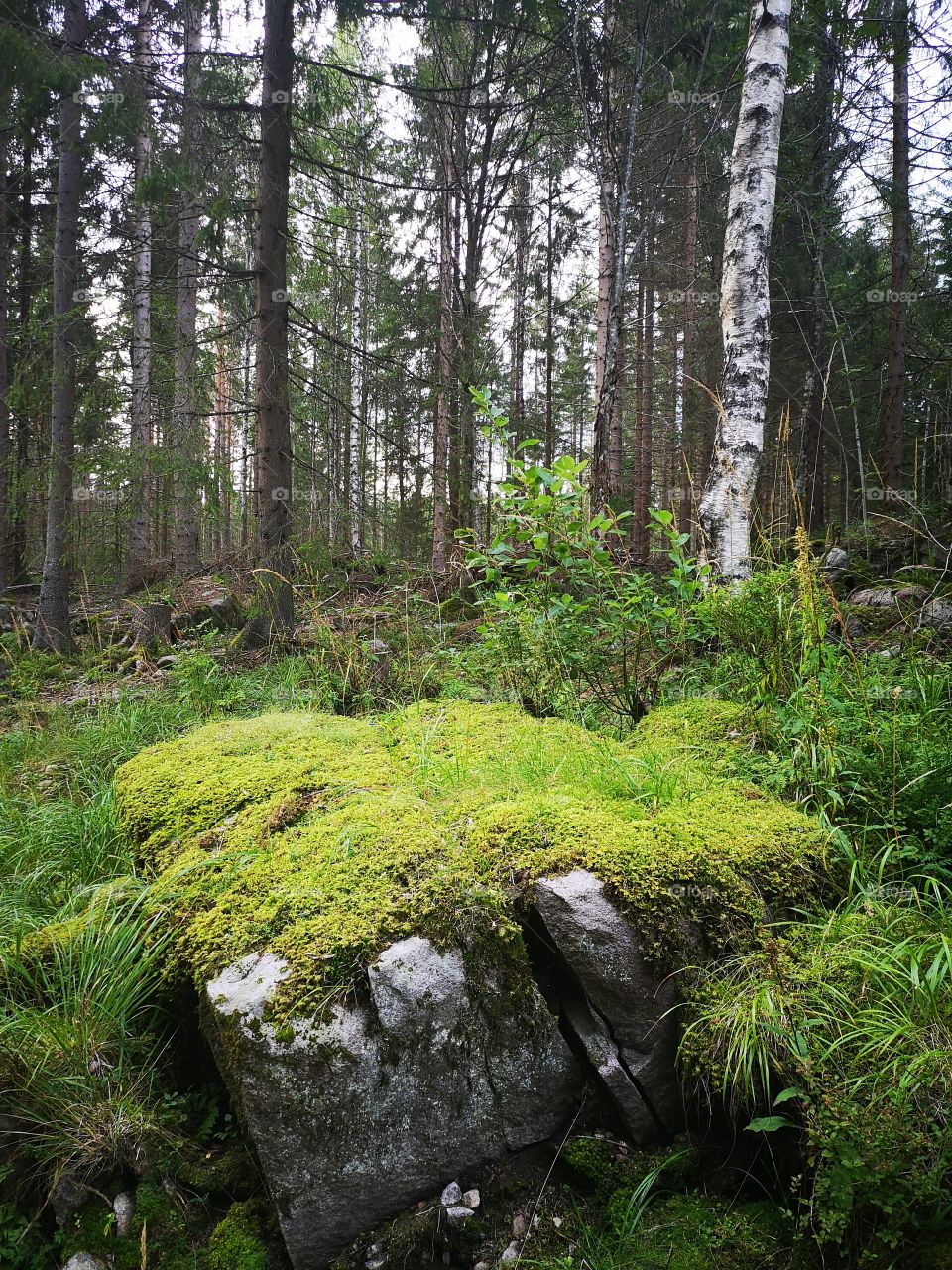 Mossy rocks