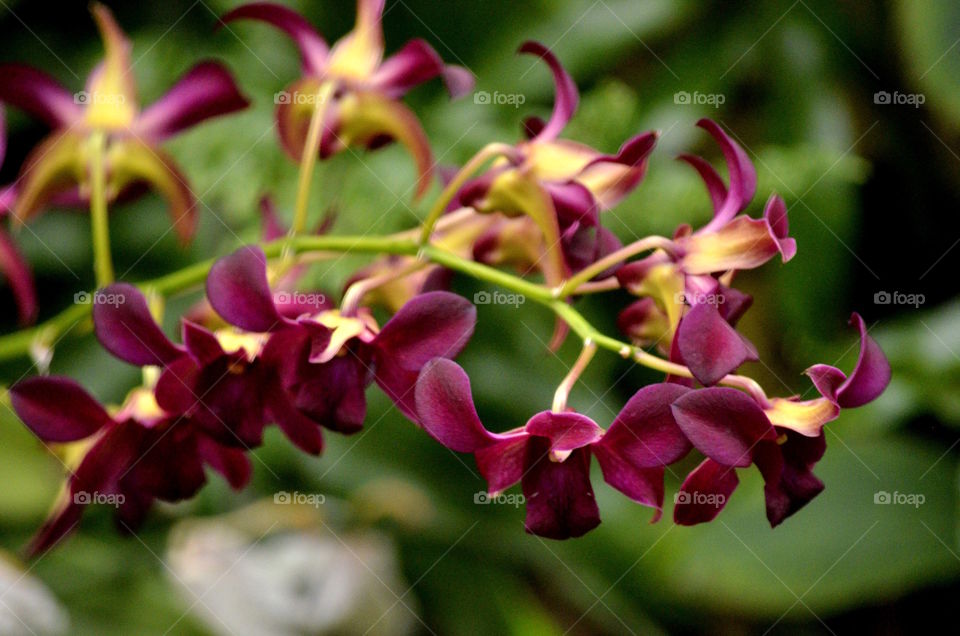 Dendrobium Orchids