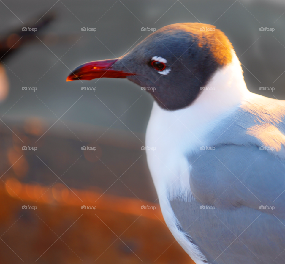 bird seagull gull water bird by lightanddrawing