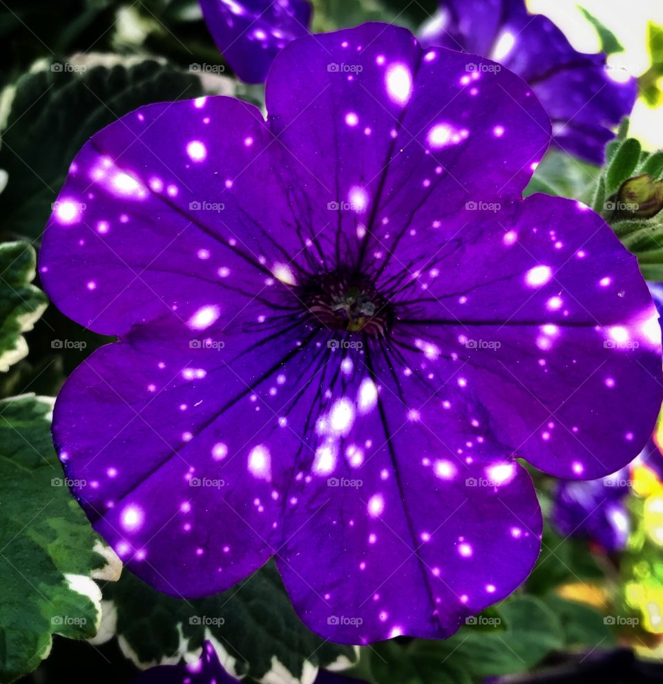 Purple and white petunia—taken in Ludington, Michigan 