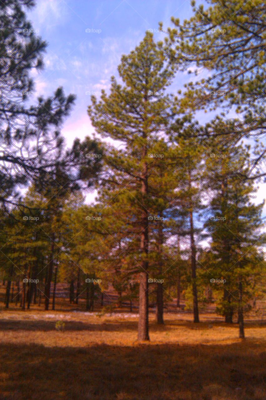 Pine forested slopes of Cuyamaca Rancho State Recreation Area