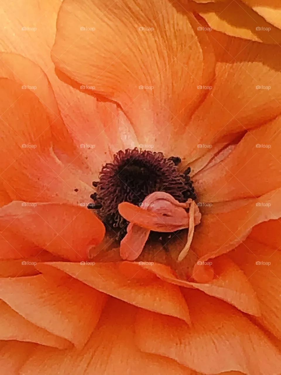 Fiore 