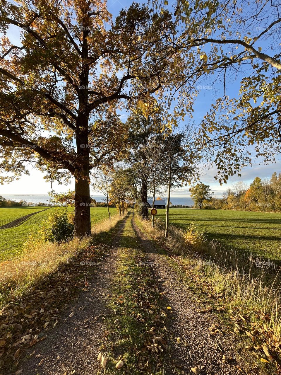 Autumn road