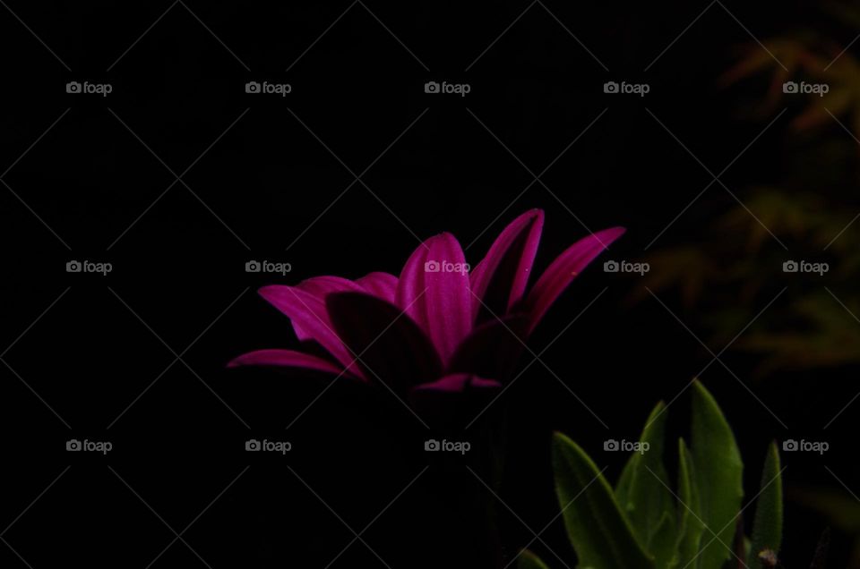 Low key photo of a purple flower using flash to light up the petals 