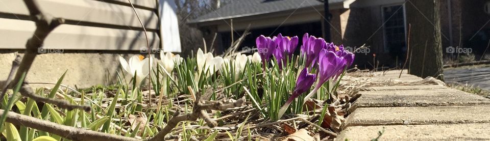 Purple and white flower crocuses in the sunlight
