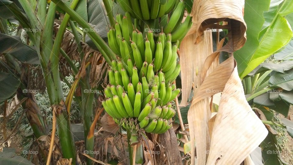 bananas on the banana tree.